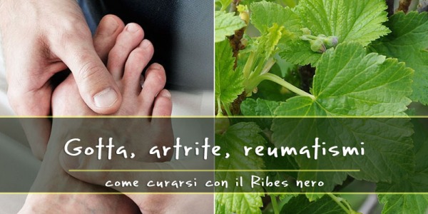 Foglie di Ribes nero. Il rimedio naturale per Gotta, reumatismi, artrite….