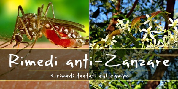 3 Rimedi naturali contro le Zanzare…. provati sul campo!