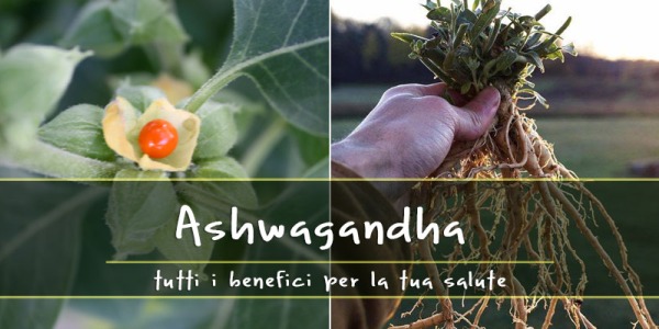 Ashwagandha: 8 incredibili benefici per la tua salute