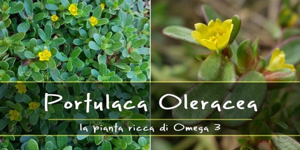 Portulaca oleracea, la pianta selvatica ricca di Omega3. Proprietà e ricette