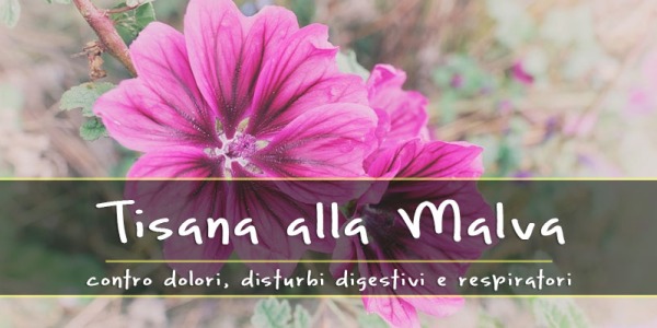 Tisana alla Malva: contro dolori, problemi Digestivi e Respiratori