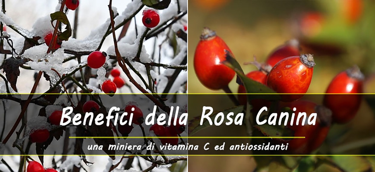 Proprietà e benefici della Rosa canina