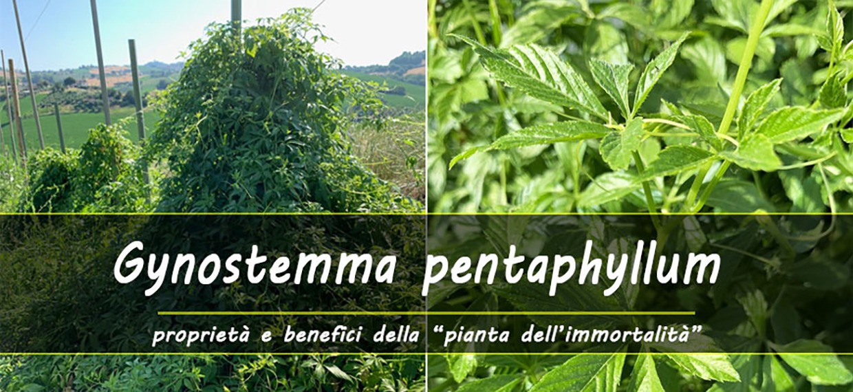 Proprietà e benefici del Gynostemma pentaphyllum 