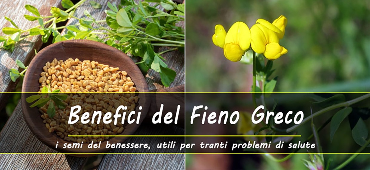 Proprietà e benefici del Fieno greco, i semi del benessere